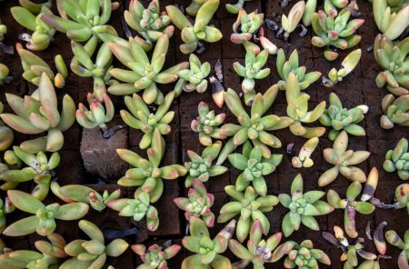 Foto de Muchas plantas de cactus pequeñas - colección de plantas de cactus en maceta - Imagen libre de derechos