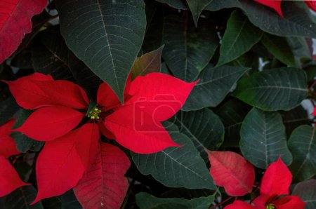 Foto de A Un arreglo de hermosas poinsettias - Poinsettia roja o flor de la estrella de Navidad - Imagen libre de derechos