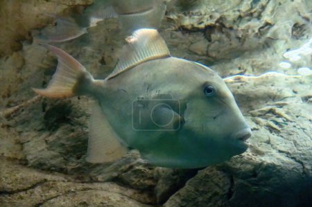 Photo for A white triggerfish Balistes capriscus polylepis - Royalty Free Image