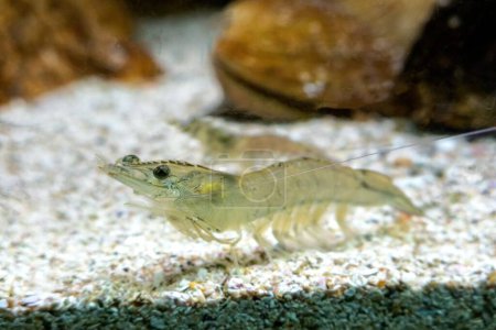 Photo for A Vannamei shrimp, whiteleg shrimp, Pacific white shrimp or king prawn swimming in the aquarium tank - Royalty Free Image