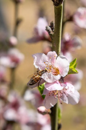 Photo for A Bee on a peach blossom in spring, closeup of photo - Royalty Free Image