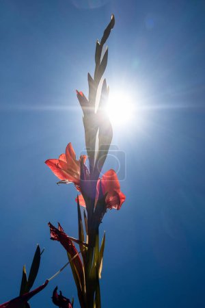 Foto de Una flor de gladiolo rojo contra el cielo azul con rayos de sol y destello de lente - Imagen libre de derechos