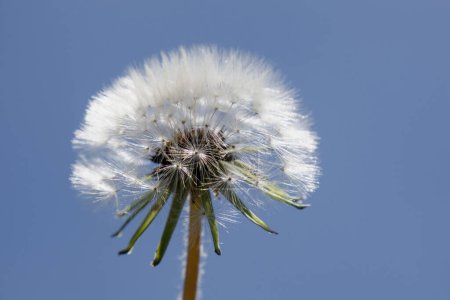 Photo for A Dandelion flower on blue sky background. Taraxacum officinale - Royalty Free Image