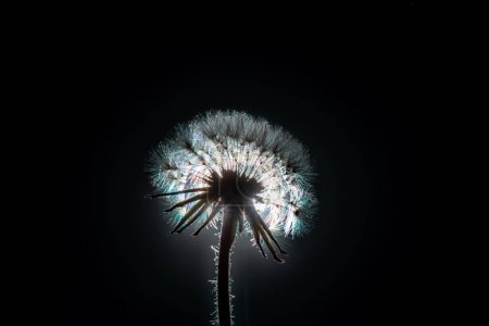 Photo for A Dandelion flower on the black background. Close-up. - Royalty Free Image