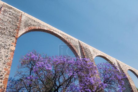 A Queretaro Mexico aqueduct with jacaranda tree and purple flowers