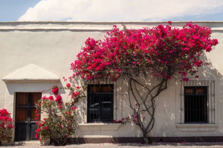 Foto de Una casa con buganvillas en el frente en Querétaro México - Imagen libre de derechos