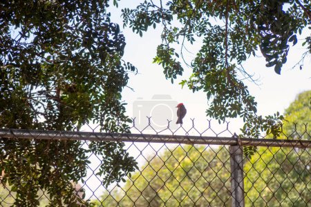 Foto de Un pájaro se posa en una cerca con árboles en el fondo. - Imagen libre de derechos