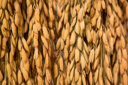 Foto de Un racimo de semillas de arroz en la planta con la cáscara - Imagen libre de derechos