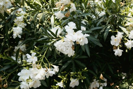 Foto de Un arbusto de flores blancas con hojas verdes y la palabra azalea en la parte superior. - Imagen libre de derechos