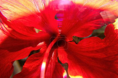 Foto de Una foto macro de flor de hibisco rojo - Imagen libre de derechos