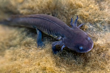 Foto de Un axolotl gris en aguas mexicanas, mostrando sus características terrestres únicas y su aleta vibrante - Imagen libre de derechos