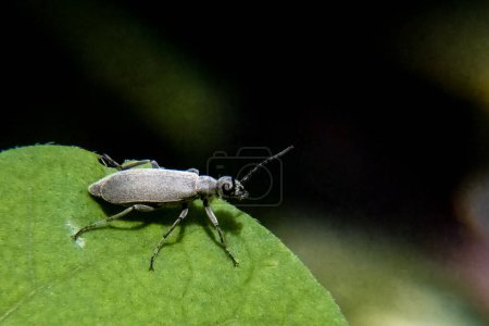 Foto de Un escarabajo ampolla Ashgray Epicauta fabricii sobre fondo oscuro - Imagen libre de derechos