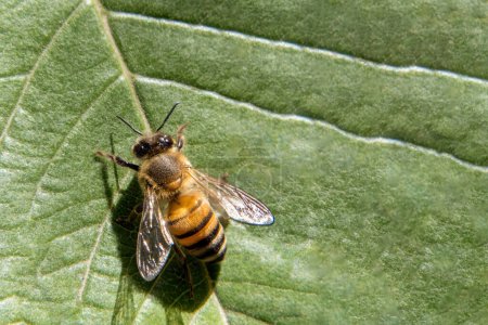 Téléchargez les photos : Une vue macro d'un pollinisateur - Détails complexes d'un insecte en gros plan avec des ailes membranaires - en image libre de droit
