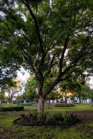 Ein schöner riesiger Baum im grünen Park bei Sonnenuntergang