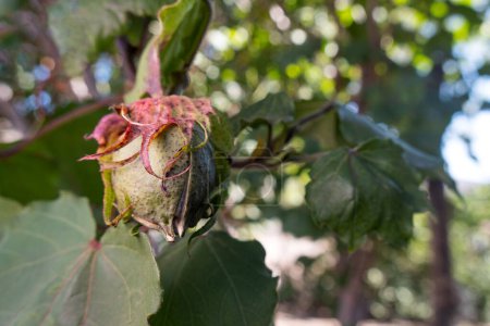 A Gossypium arboreum, cotton plant, closed bud, with space for text