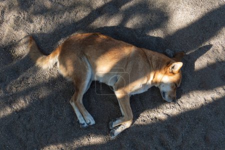 Photo for A Yellow dog sleeping in the sand, with space for text - Royalty Free Image