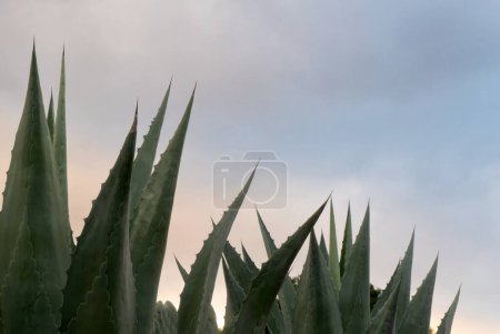 Eine Maguey Agave Americana Pflanze mit Himmel im Hintergrund und Platz für Text