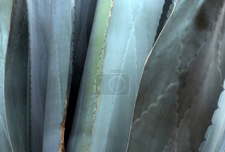 A Agave Americana texture background with space for text