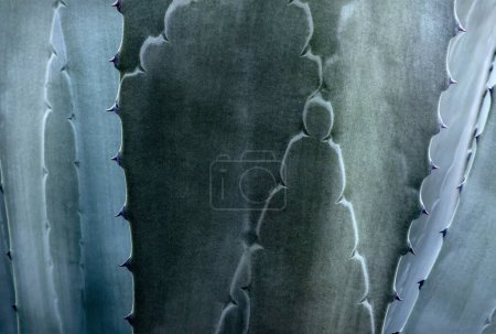 Un arrière-plan Agave Americana maguey premium en Amérique latine avec espace pour le texte