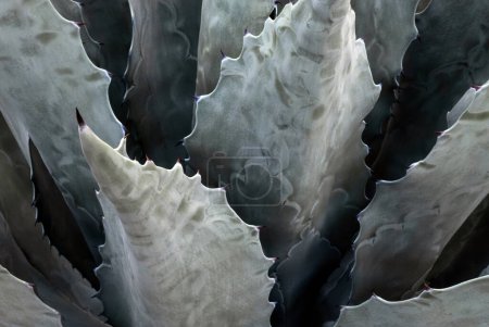 A Closeup agave Americana salmiana cactus abstract natural pattern, background texture