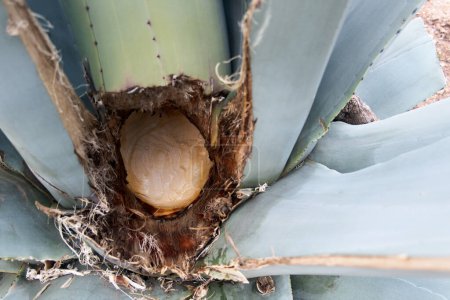 Photo for A Hole in an agave maguey pulquero plant to obtain pulque in Mexico - Royalty Free Image