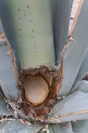 A Agave Americana maguey pulquero plant to obtain pulque in Mexico