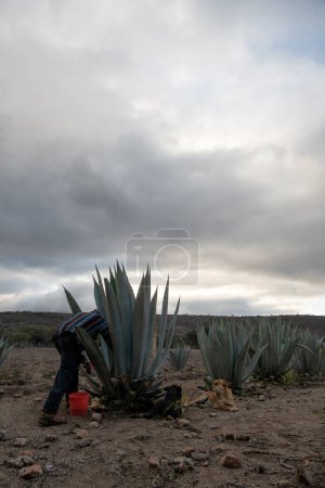 A Mexican man taking honey from Agave Americana to make pulque