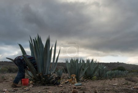 A Mexican man taking honey from Agave Americana to make pulque, with space for text