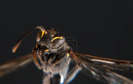 Une macro photo d'insecte guêpe avec espace pour le texte