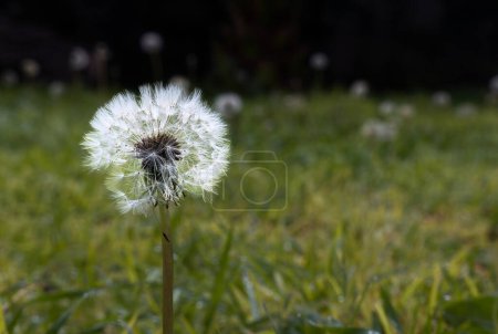 A White dried Taraxacum officinale plant in the garden, with space for text