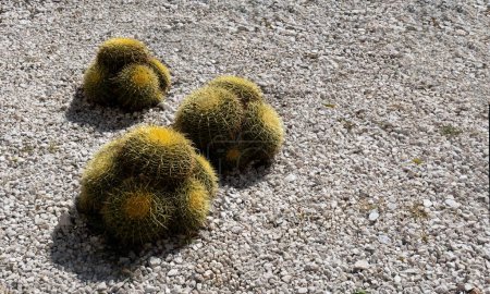 A Barrel biznaga cactus in Mexico garden with space for text
