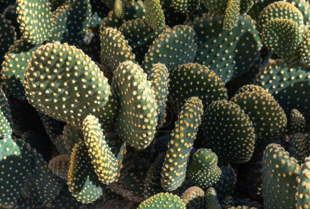 Photo for A Background or texture with opuntia rufida engelm cactus and space for text - Royalty Free Image