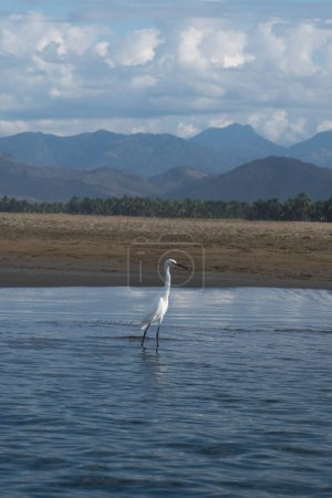Ein weißer Ardea-Alba-Vogel am Strand von Ixtapa Zihuatanejo, Mexiko, mit Platz für Text