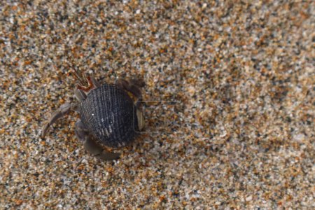 Un animal Brachyura en la playa en la arena con espacio para el texto