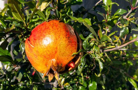 A Ripe pomegranate fruit Punica granatum with space for text