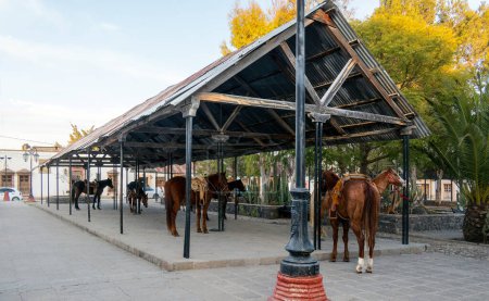 A Group of saddle horses tied to rest on a roof in a Mexican town