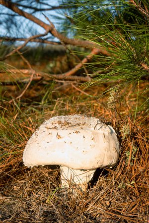A Amanita ovoidea fungi, giant mushroom in the forest with space for text