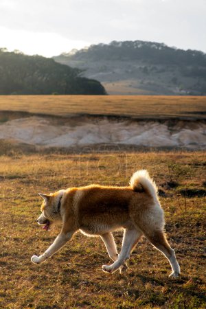 Un chien Akita marchant en plein champ, coucher de soleil détendu avec espace pour le texte