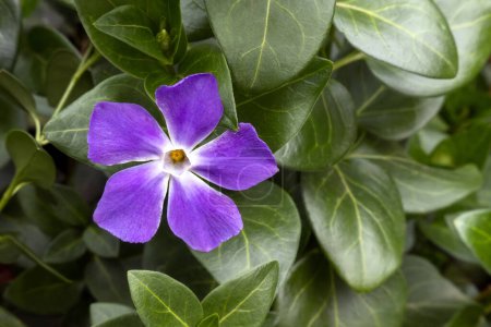 Téléchargez les photos : Une plante à fleurs violettes majeure Vinca avec espace pour le texte - en image libre de droit