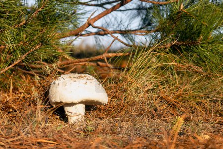 Un champignon Amanita ovoidea, champignon géant dans la forêt avec espace pour le texte