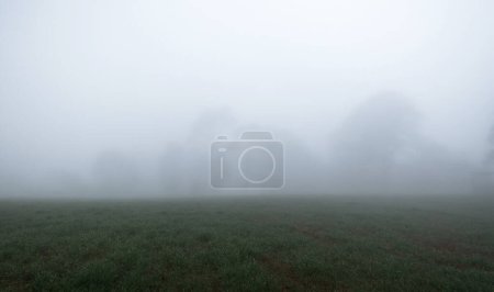 Un paisaje de árboles con mucha niebla durante la mañana, con espacio para el texto