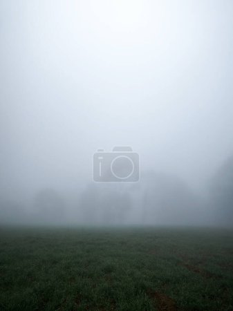 Eine Landschaft aus Bäumen mit viel Nebel am Morgen, mit Platz für Text