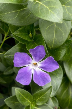 Téléchargez les photos : Une plante à fleurs violettes majeure Vinca avec espace pour le texte - en image libre de droit