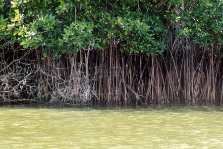 Un fond naturel de mangroves vertes, au Mexique, avec un espace pour le texte