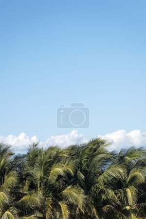 A Beach landscape with coconut palm trees, Cocos nucifera, sky in the background and space for text