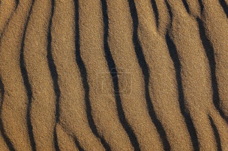 Téléchargez les photos : Un bel arrière-plan de dunes de sable formées par le vent sur la plage, avec espace pour le texte - en image libre de droit