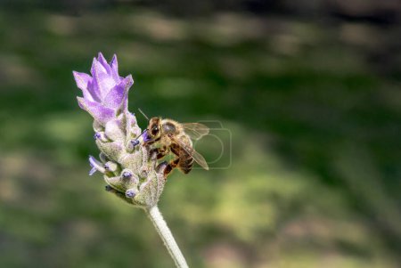 La abeja sobre la flor de lavanda Lavandula dentata