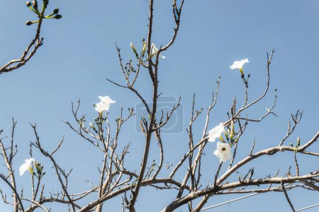 Cazahuate Ipomoea murucoides tree with white flowers