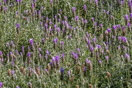 Champ de Lavandula angustifolia Lavanda fleurs violettes