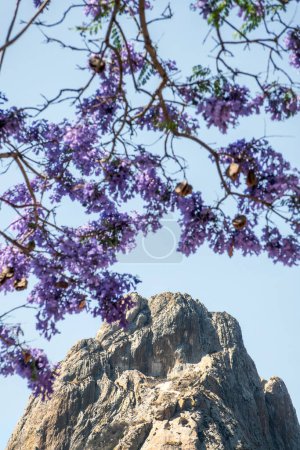 A Jacaranda trees with purple flowers and the Bernal Peak monolith from Queretaro in the background.